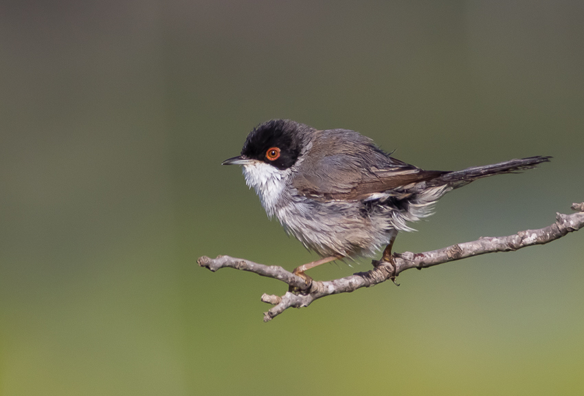 Sardinian Warbler