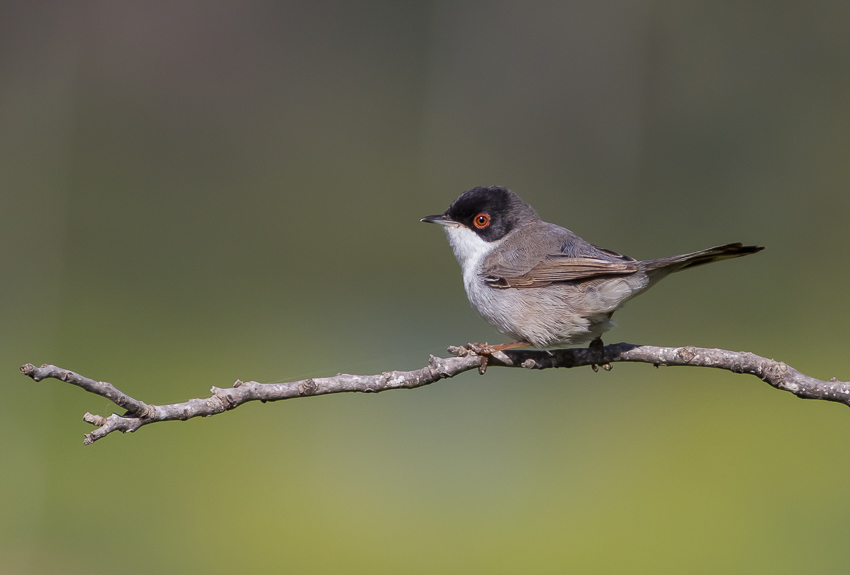 Sardinian Warbler