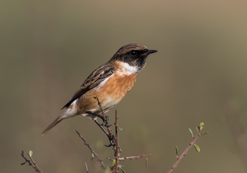 Stonechat