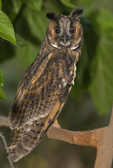 Long-eared Owl