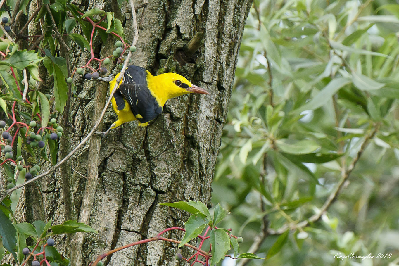 Rigogolo (maschio) (Oriolus oriolus)