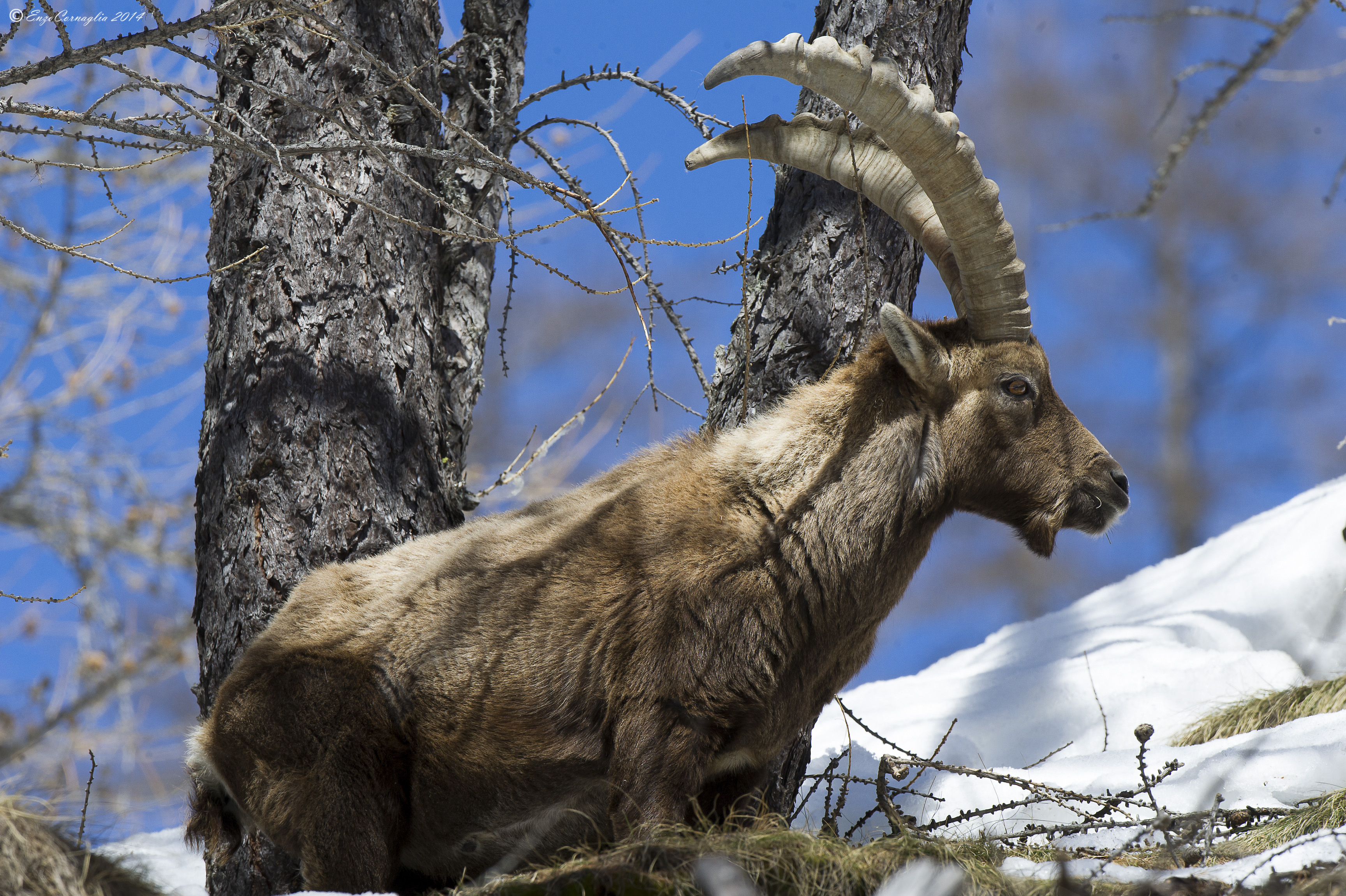 Stambecco (Capra ibex)