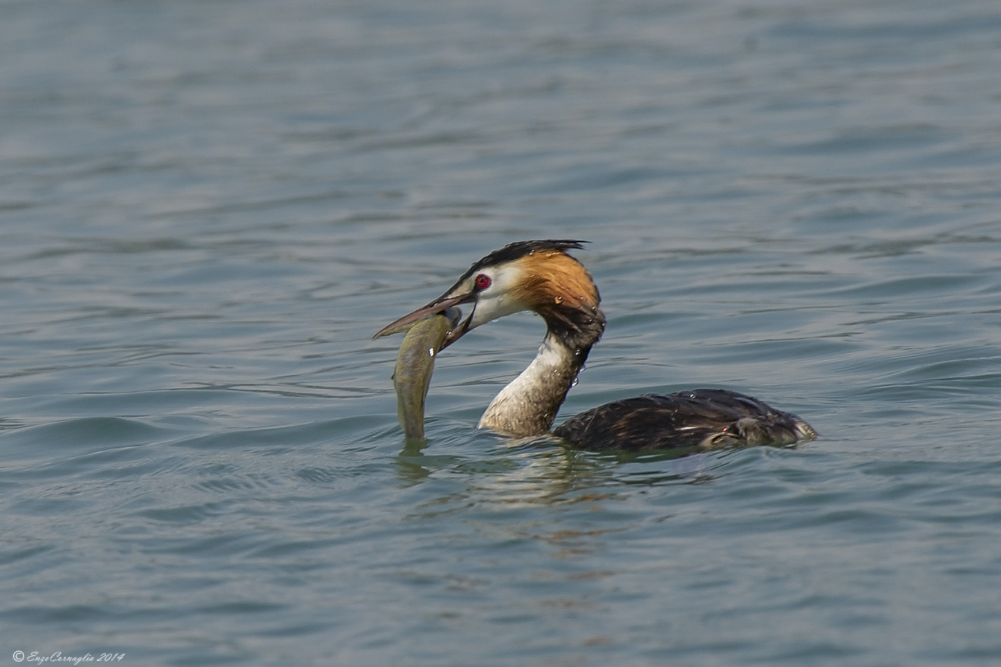 Svasso maggiore (Podiceps cristatus)