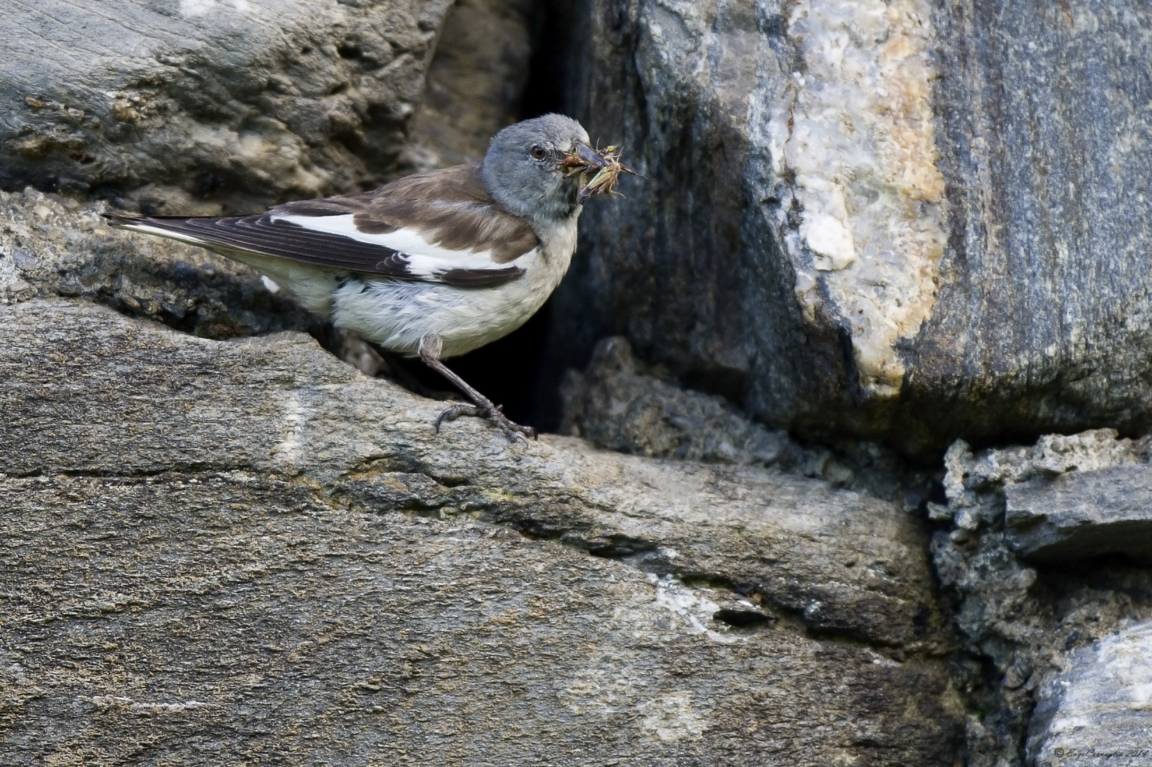 Fringuello alpino (Montifringilla nivalis)