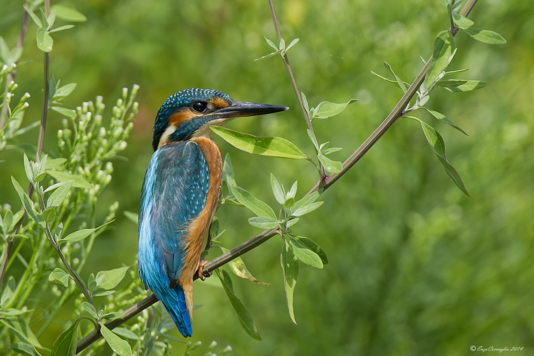 Martin pescatore (Alcedo atthis)