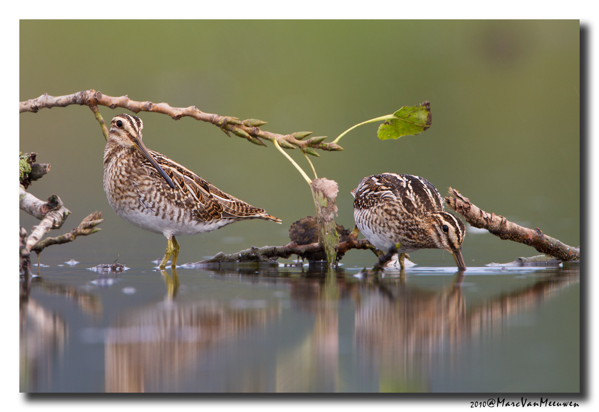 Watersnip - Snipe 2010