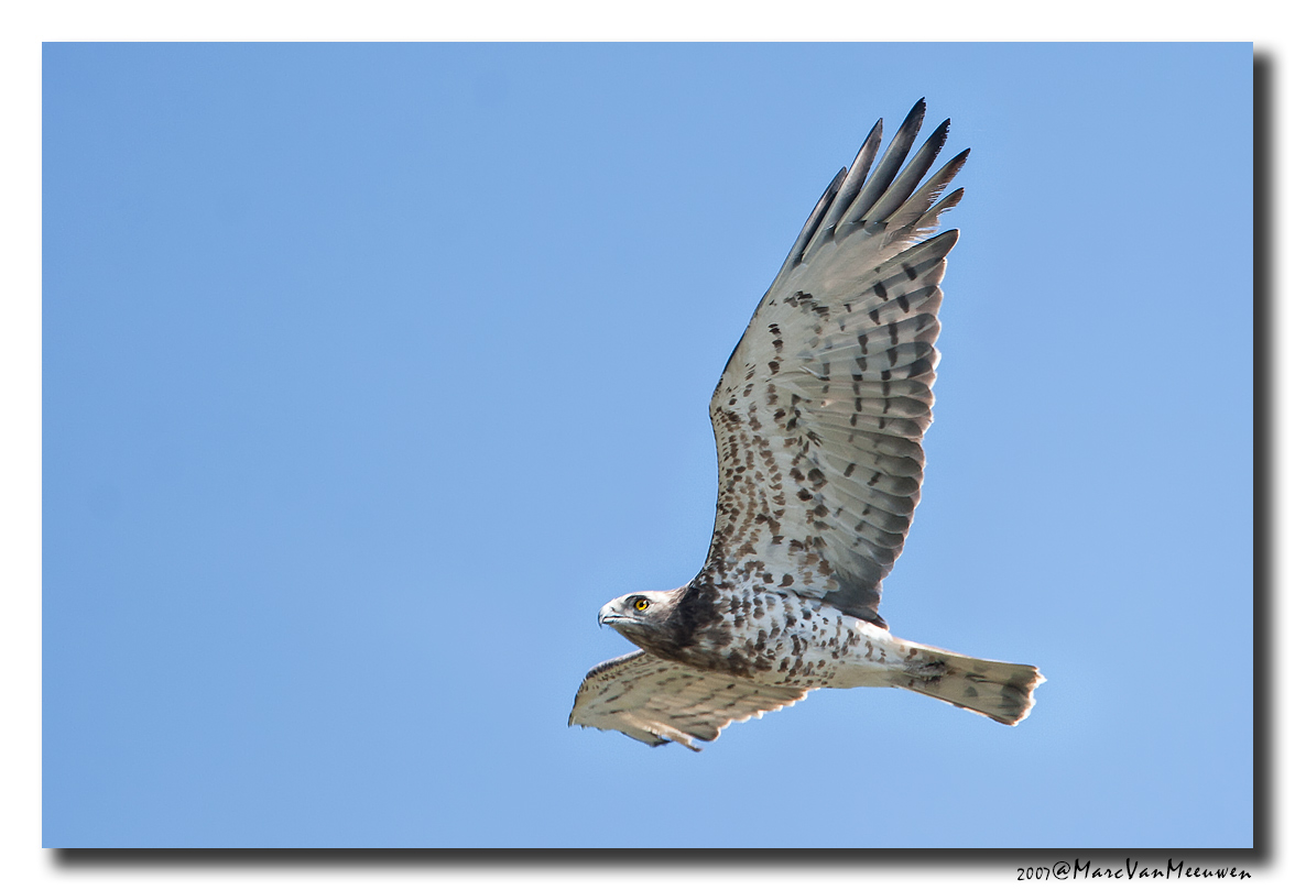 Slangenarend - Short-toed Eagle 20070324