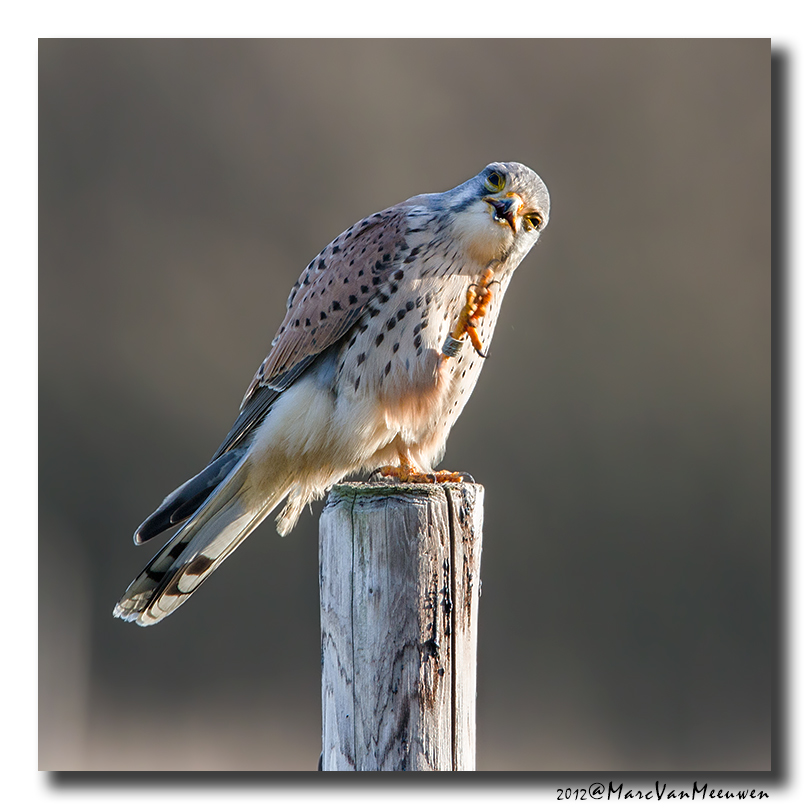 Torenvalk - Kestrel 20120107