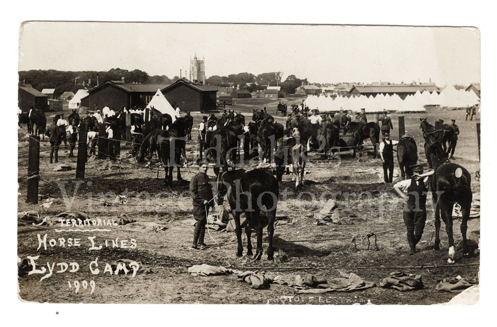 01 Territorial Horse Lines Lydd Camp 1909 Postcard Photo by F Bertram.jpg