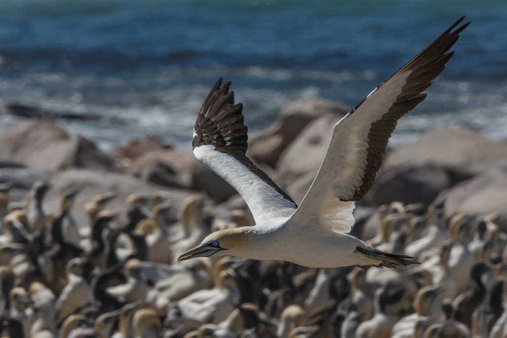 Cape Gannet, Kaapse Jan-van-gent