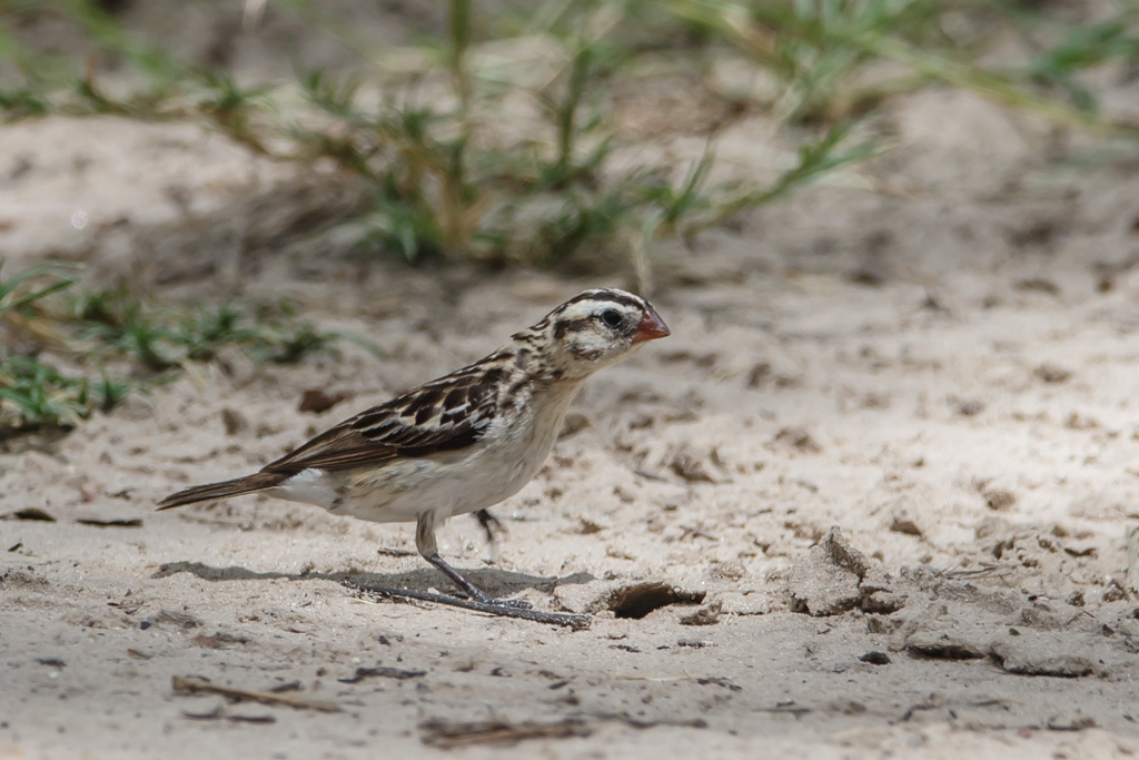 Pin-tailed whydah,Dominicanerwida, (F)