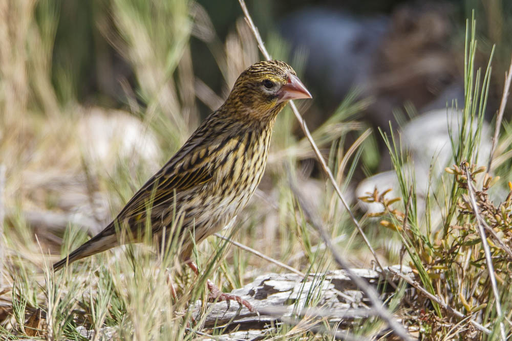 Yellow Bishop,Fluweelwidavink, (F)