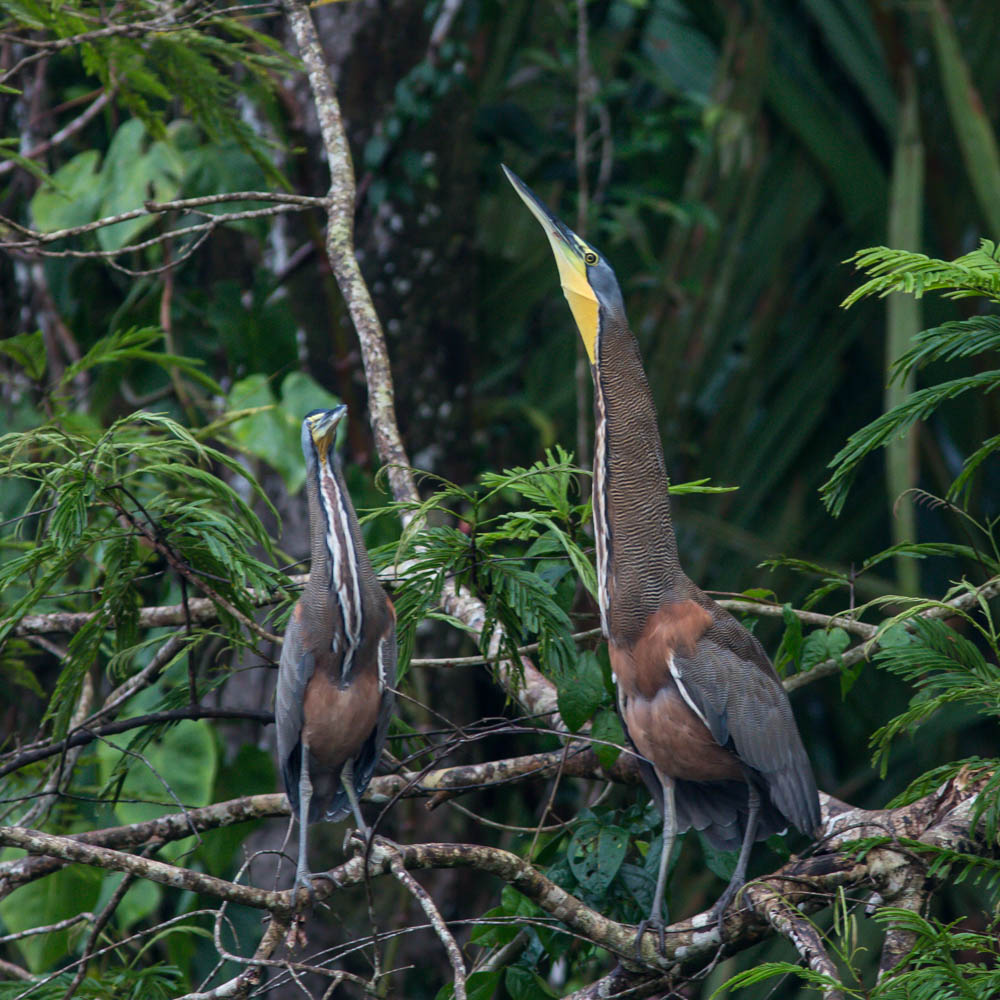 Bare-throated Tiger-Heron, Mexicaanse Tijgerroerdomp