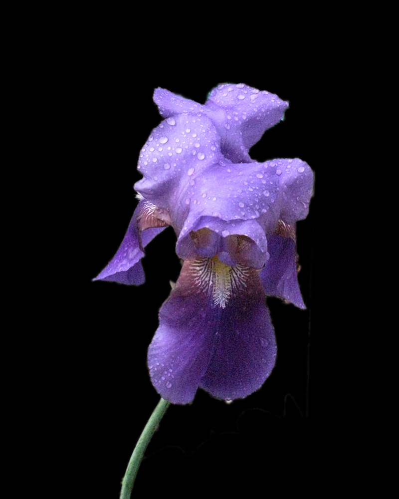 Iris sm.jpg