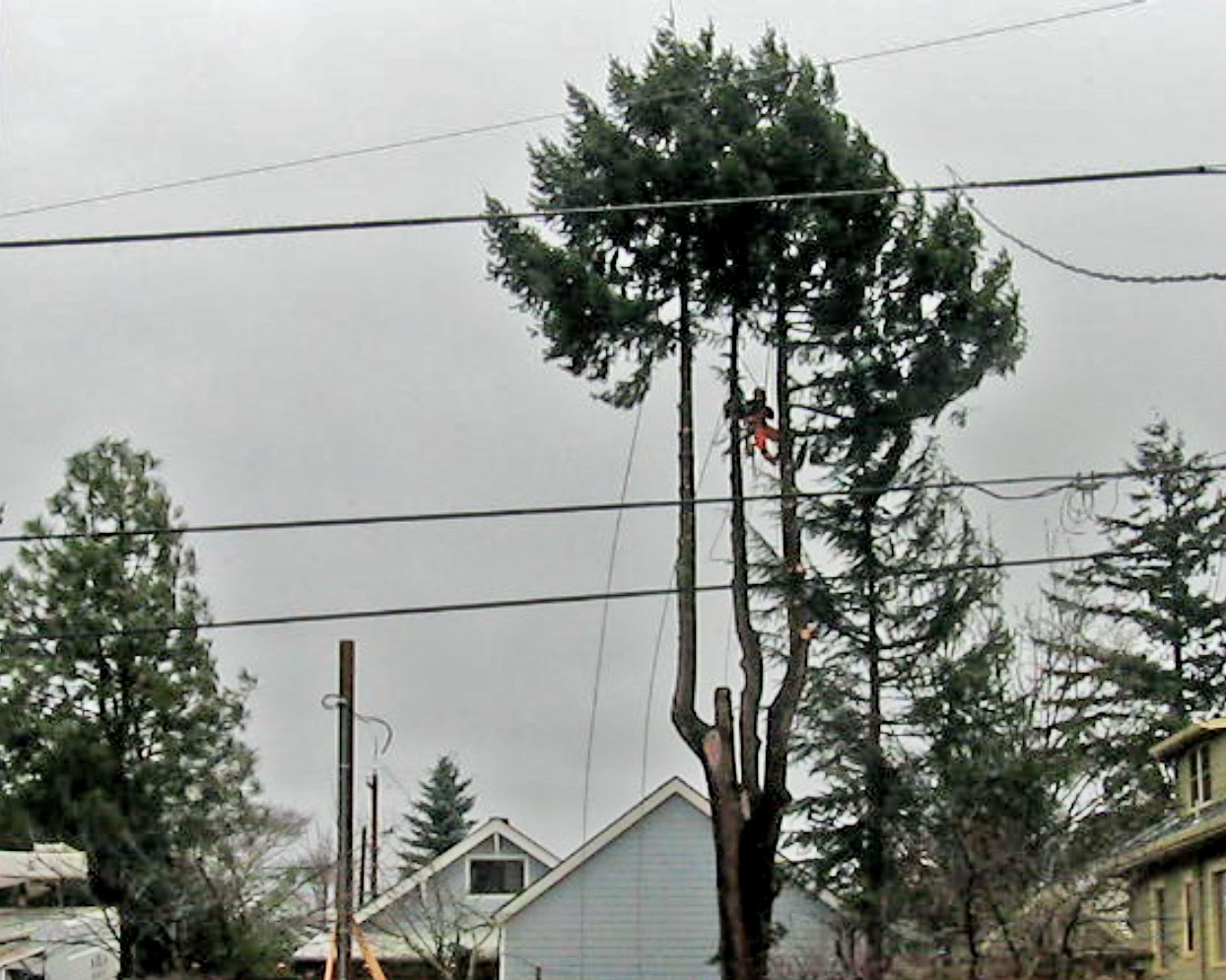 Tree Removal a.jpg