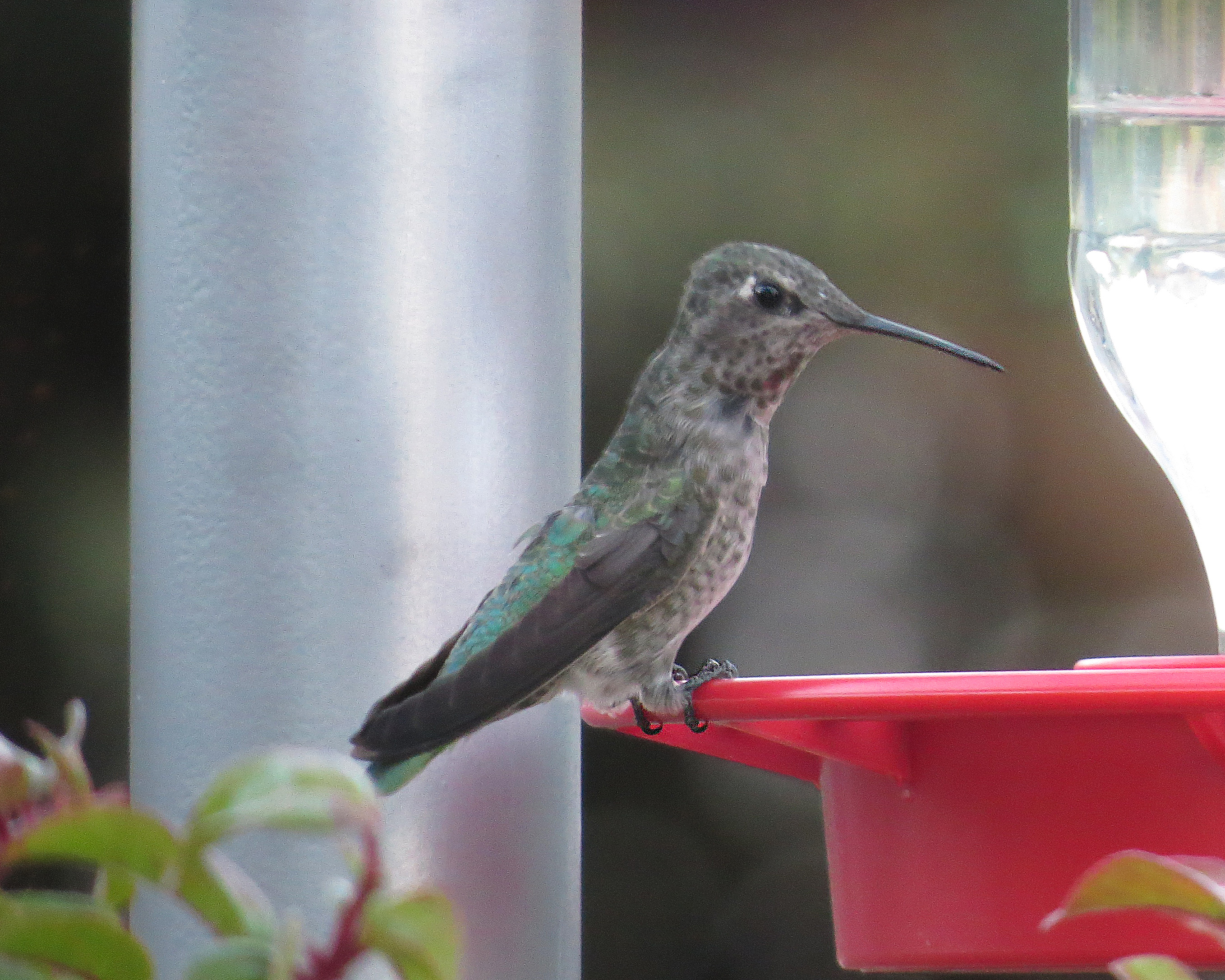 2014-08-25 18.46.54a.jpg