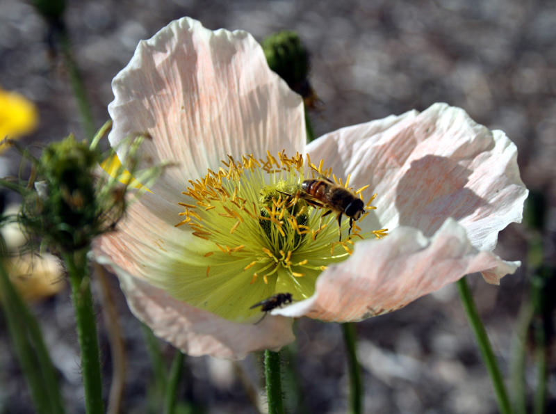 Poppy and friends