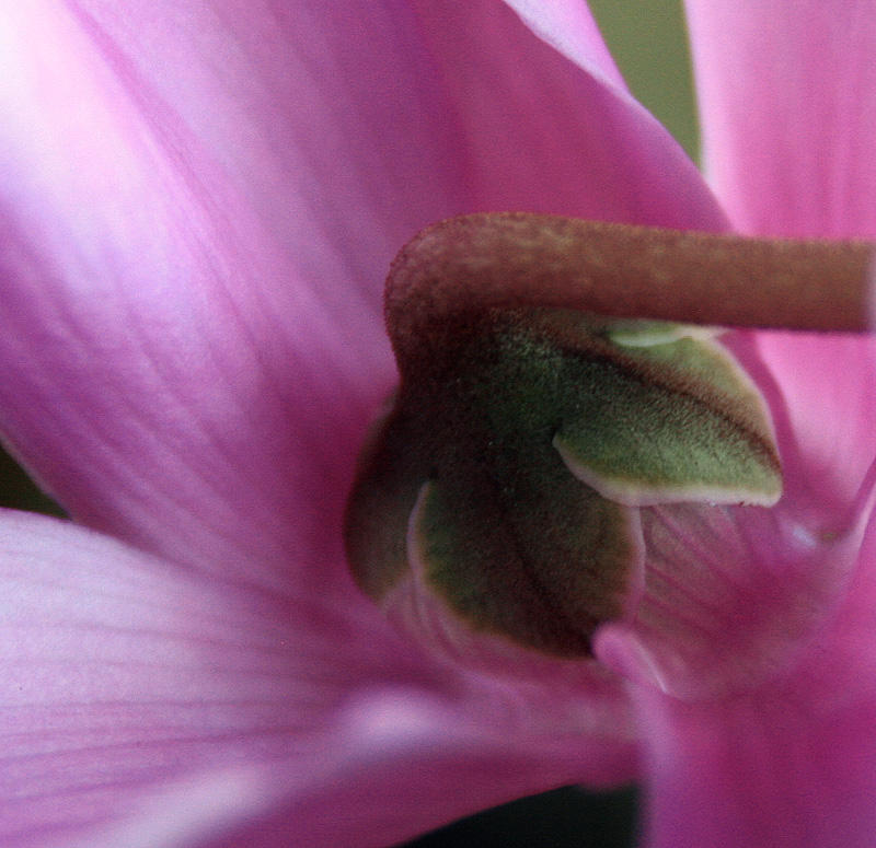 cyclamen