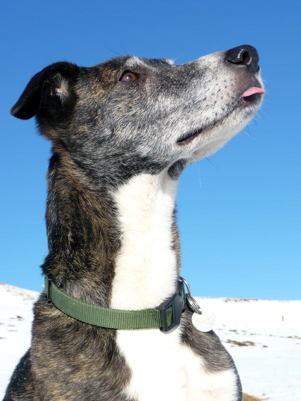 Max