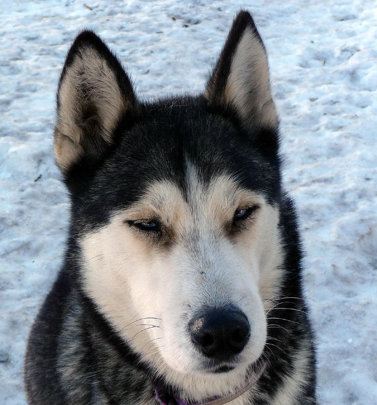 another sled-dog