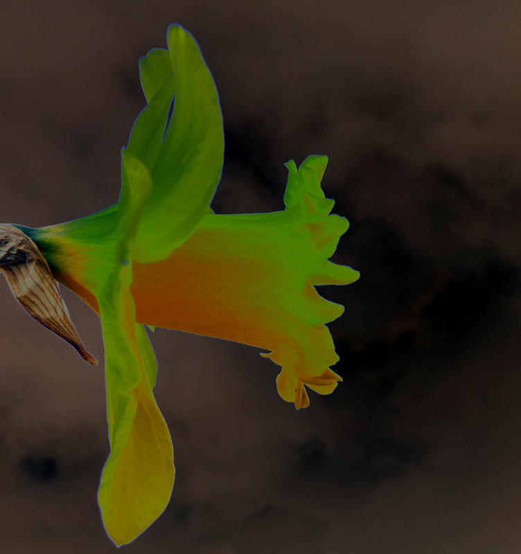 Daff-t