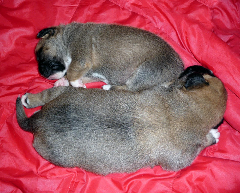 Twins