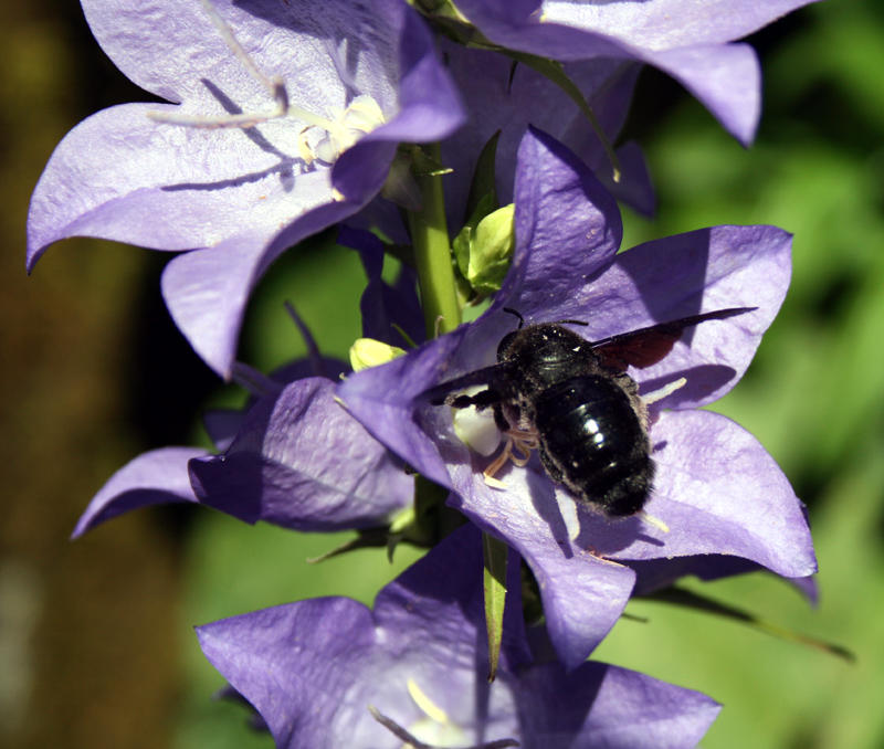 carpenter bee on Campanula