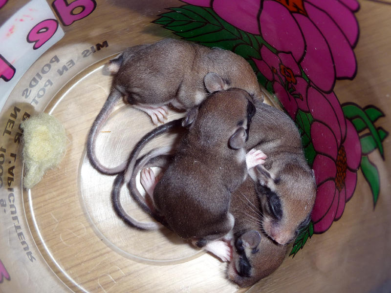 more wildlife - this time garden dormice - eliomys quercinus