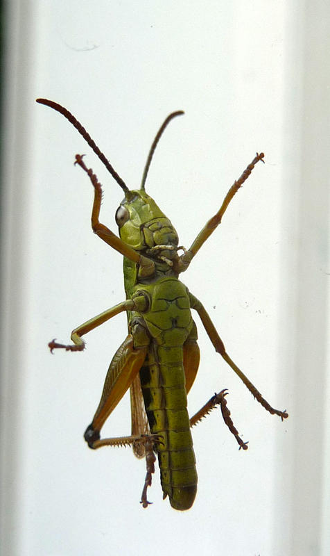 Jiminy Cricket
