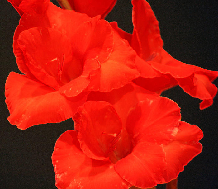 gladioli