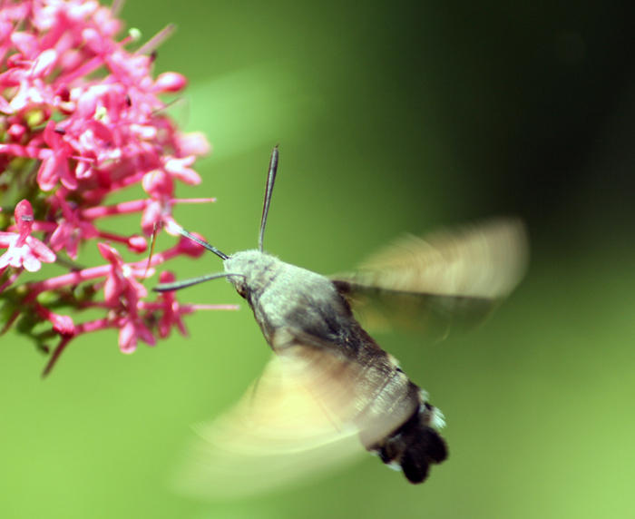 Hummingbird Hawkmoth ~ Macroglossum stellatarum