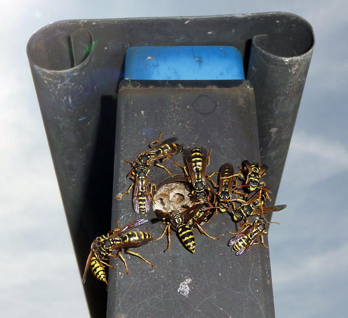 wasp nest