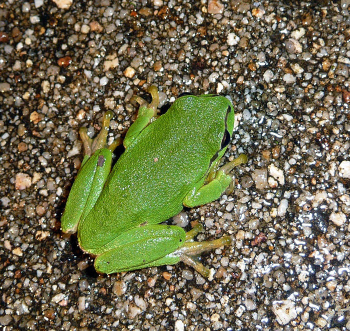 European Tree Frog...
