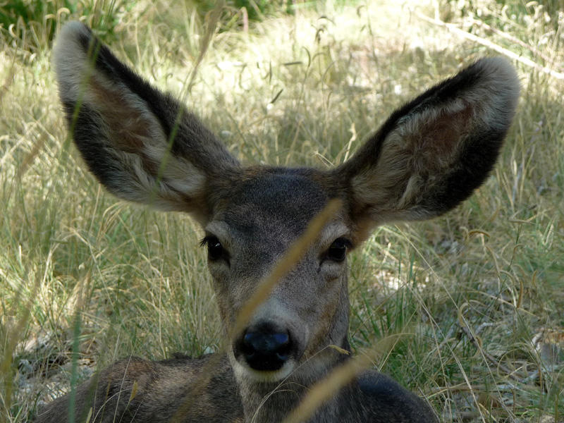 Young mule deer