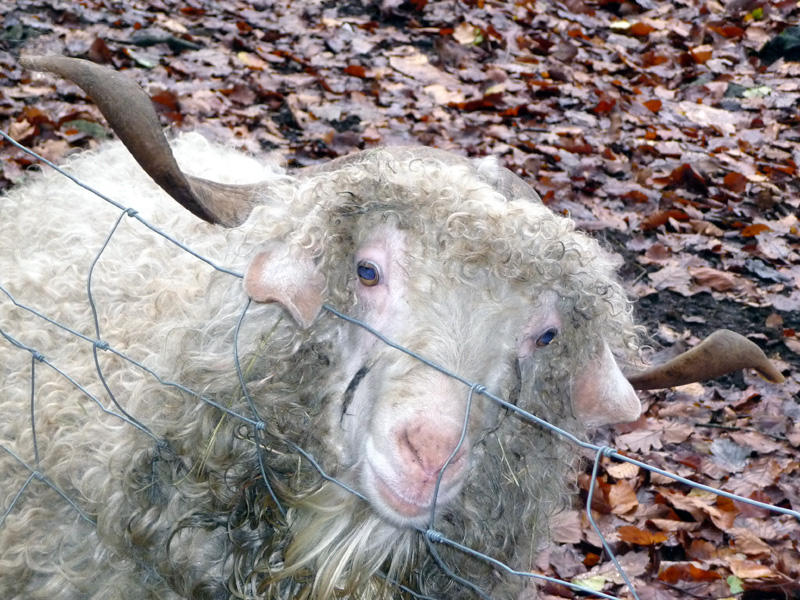 Sheep ~ 1977