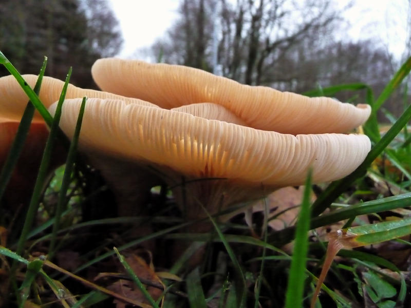 toadstool
