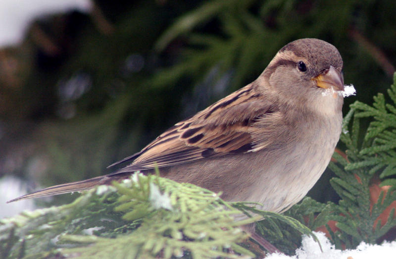 the humble House Sparrow...