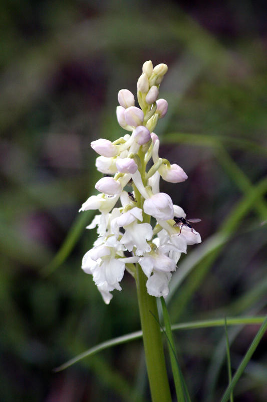 white orchid