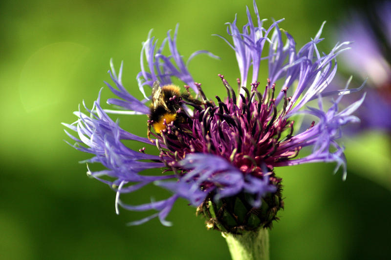 bee happy