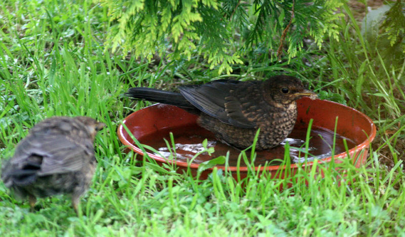 The young blackbirds wait in line for a wash and brush up!