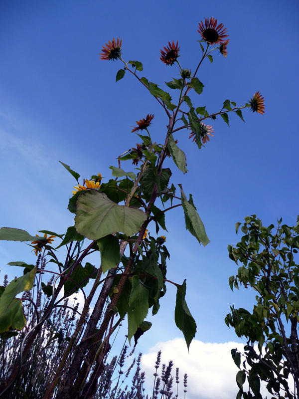 # 13 Day in the Life & WIC # 22 Vertical Landscape
