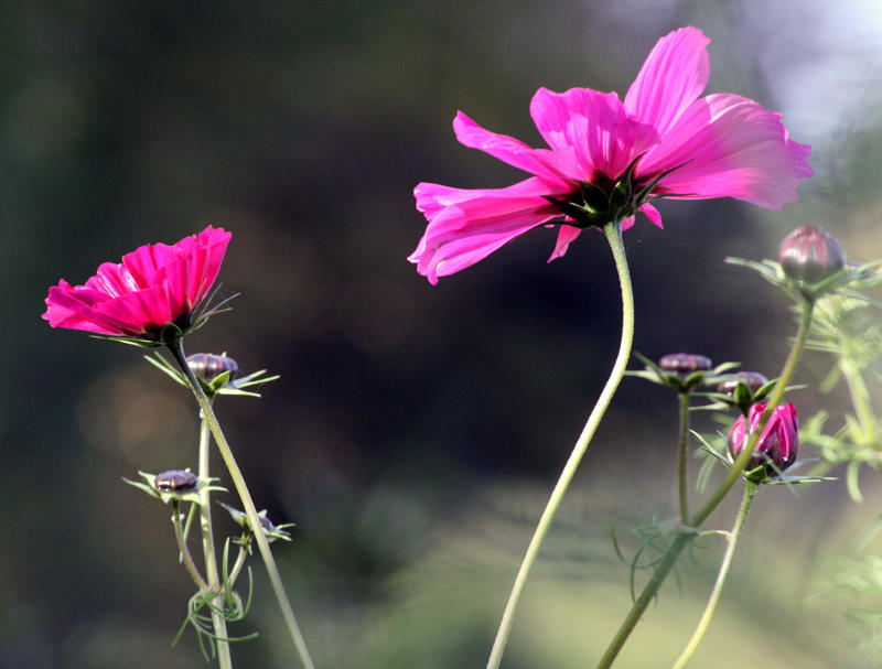 # 12 ~ Still blooming...