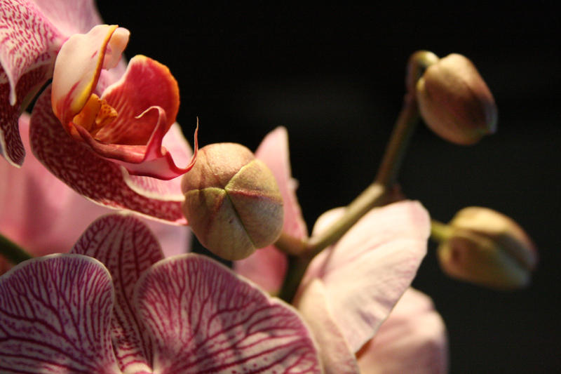 Orchid