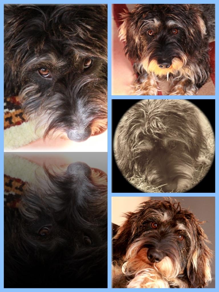 Toby - monochrome in parts!