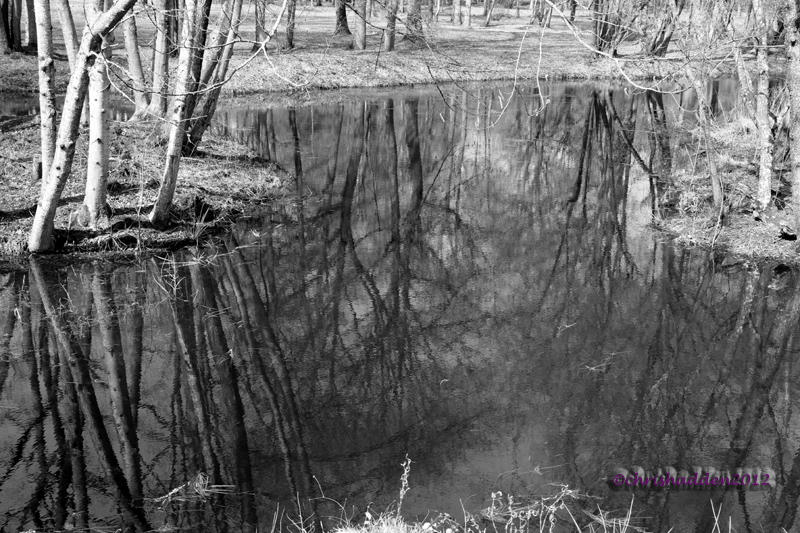 MM #22 - Trees 2