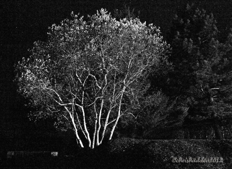 MM #26 - Rural Nightscape - with just a little illumination