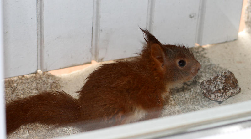 Baby red squirrel