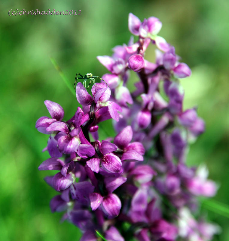 spotted orchid and friend