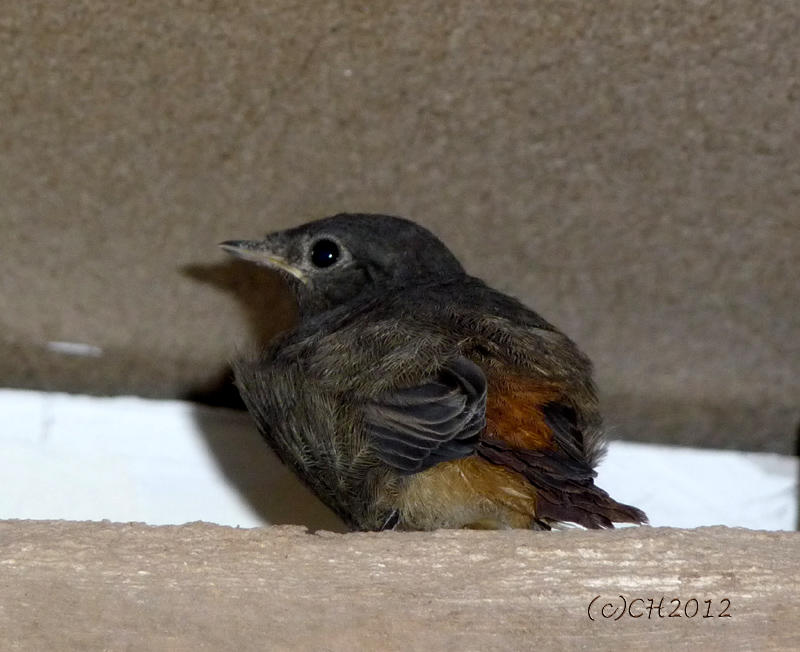 Black Redstart juvenile - Phoenicurus ochruros