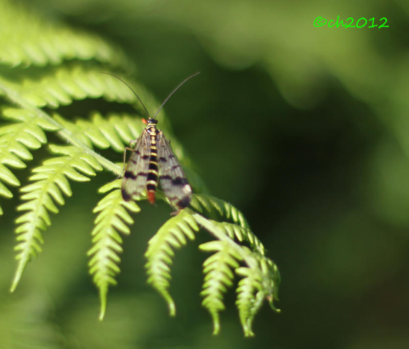 Going Green in August #1